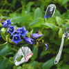 Flowers 002