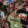 Flowers 005