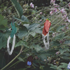 Flowers 007
