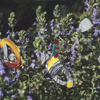 Flowers 010