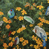 Flowers 011
