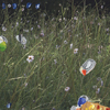 Flowers 013