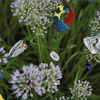 Flowers 017