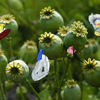 Flowers 018