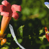 Flowers 019