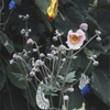 Flowers 020