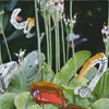 Flowers 021