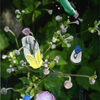 Flowers 022