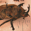 The Trudge Of Insects 001
