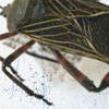 The Trudge Of Insects 003