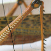 The Trudge Of Insects 004