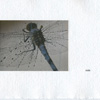 The Trudge Of Insects 006