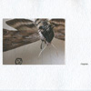 The Trudge Of Insects 011